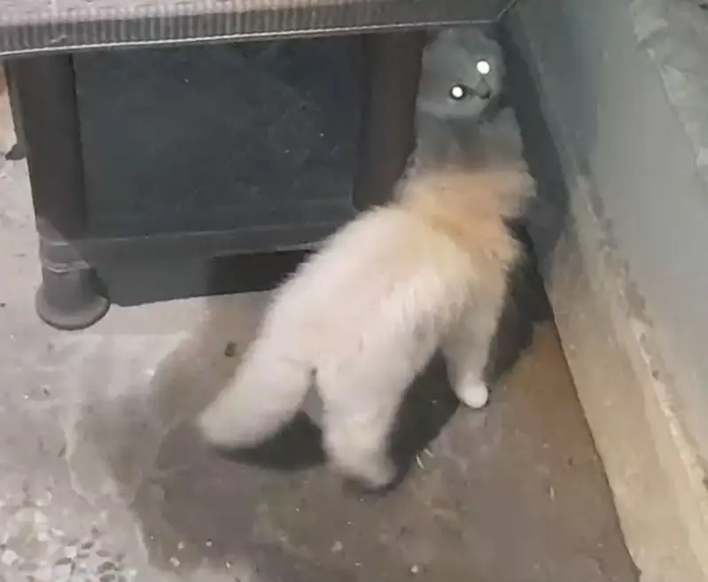 Male kitten for sale — photo 2