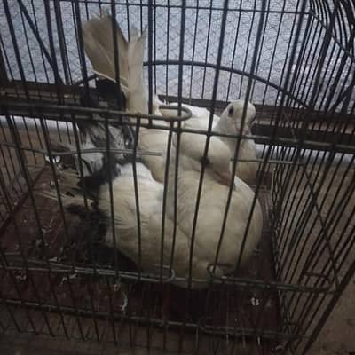 Available for sale doves