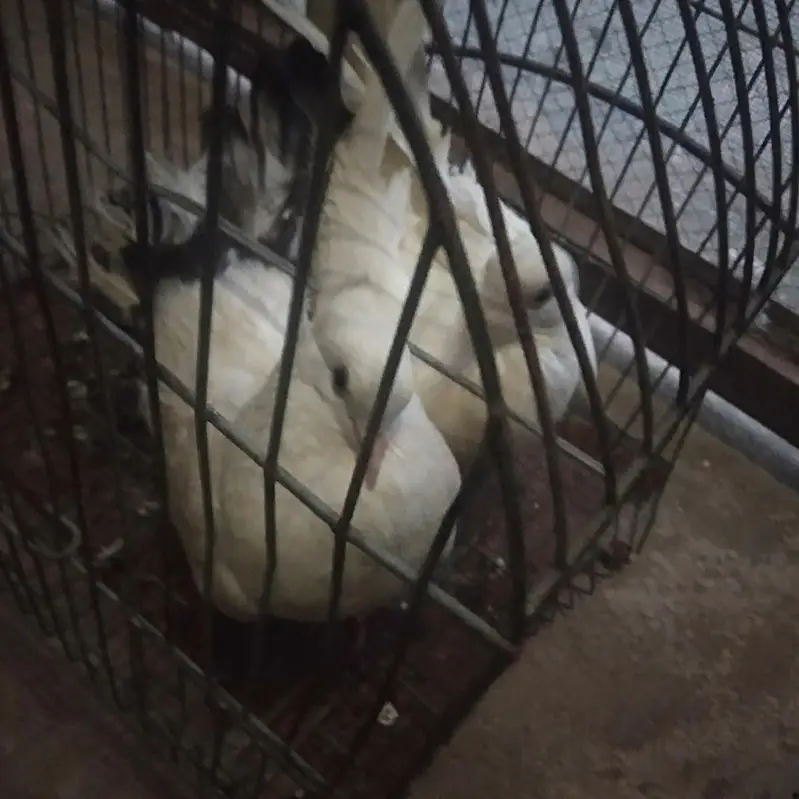 Available for sale doves — photo 2