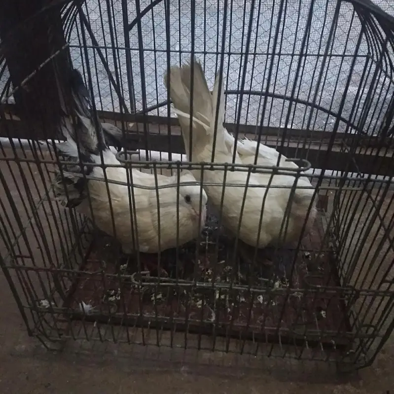 Available for sale doves — photo 3