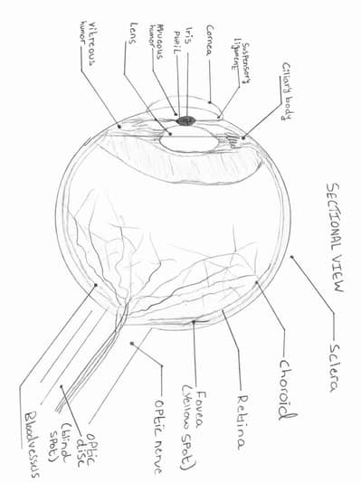 structure of human eye