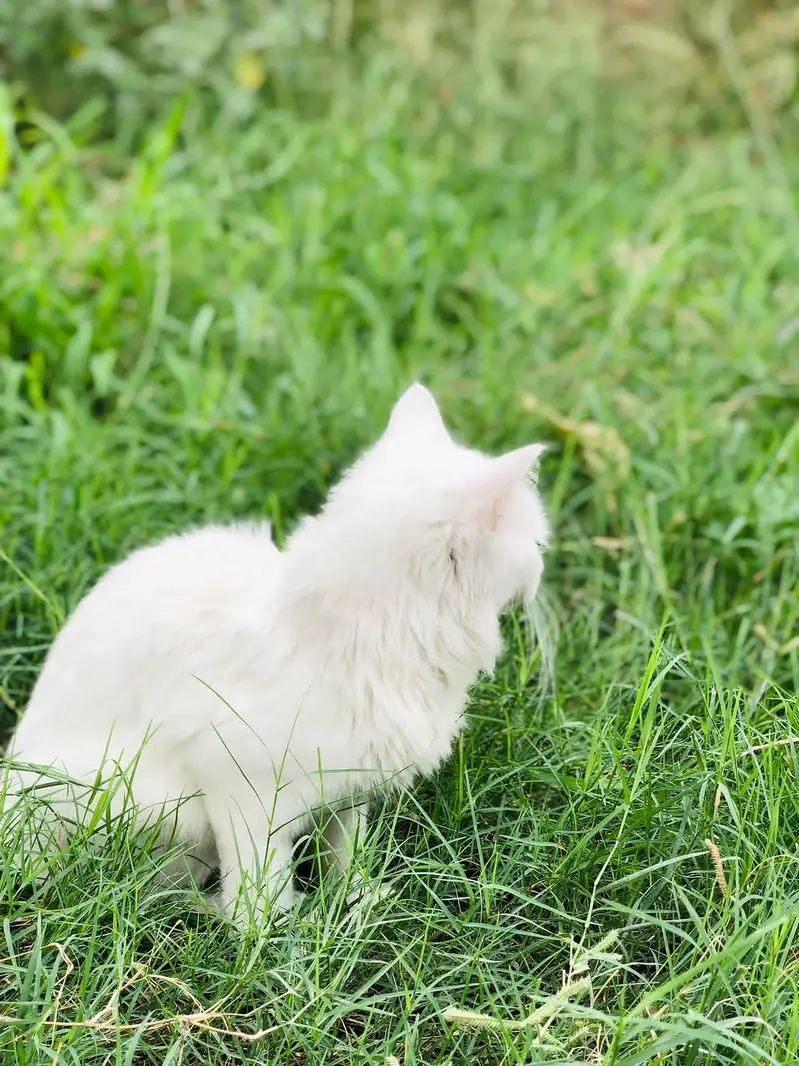 Persian cat — photo 4