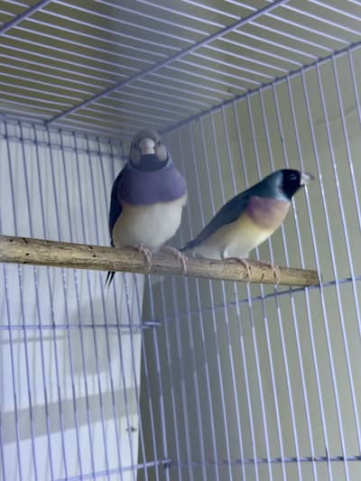 Blue goldian