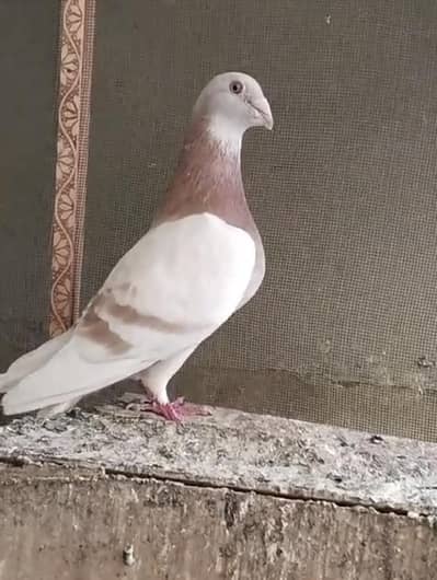 Pure Qasid Breeder Pair For Sale - Top Quality