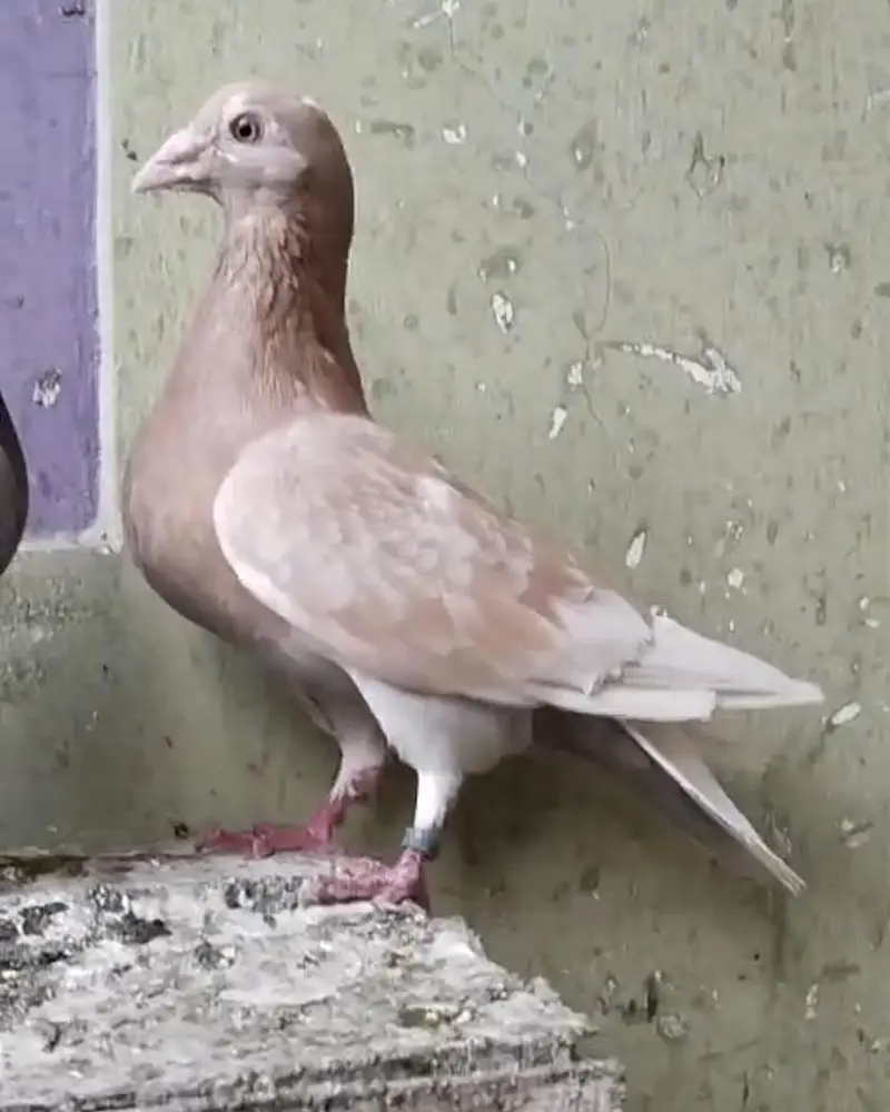 Pure Qasid Breeder Pair For Sale - Top Quality — photo 2