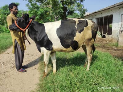 Pure Fresian Heifer for Sale