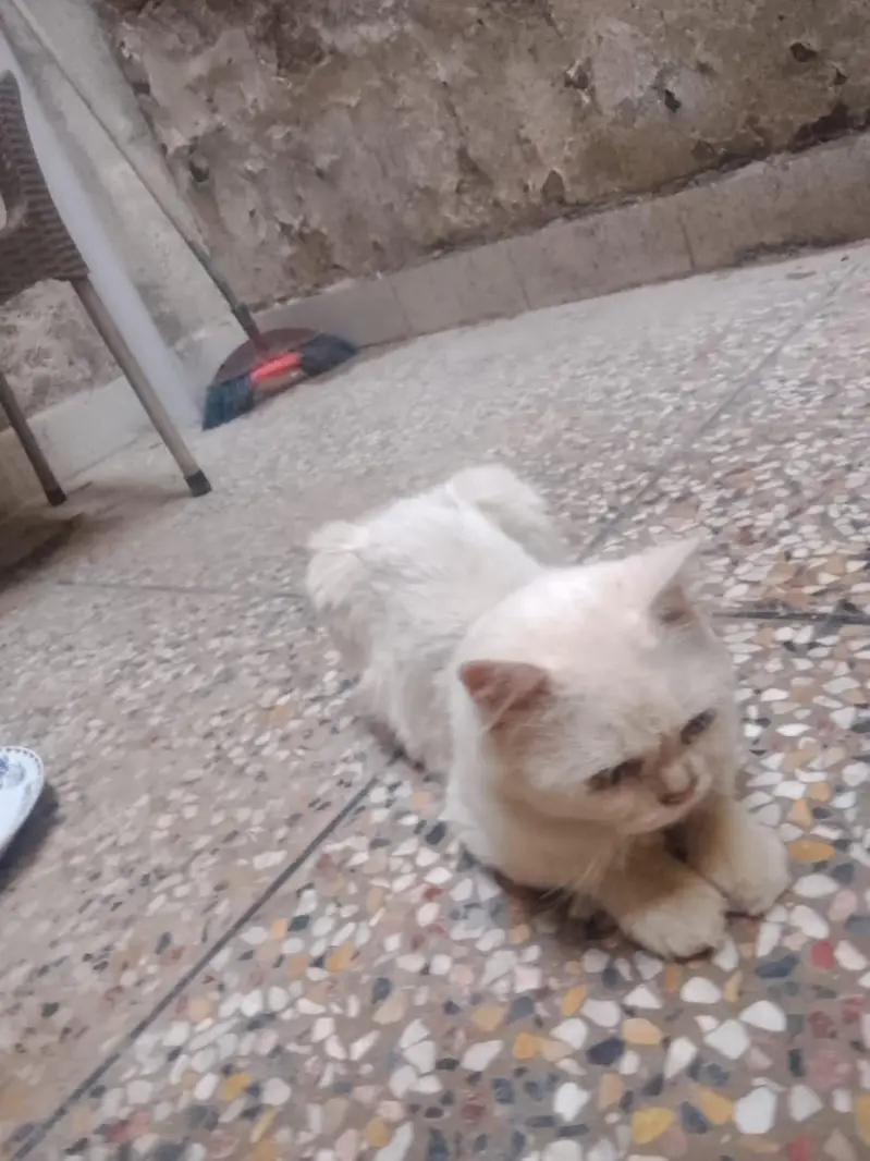cats for urgent sale — photo 2
