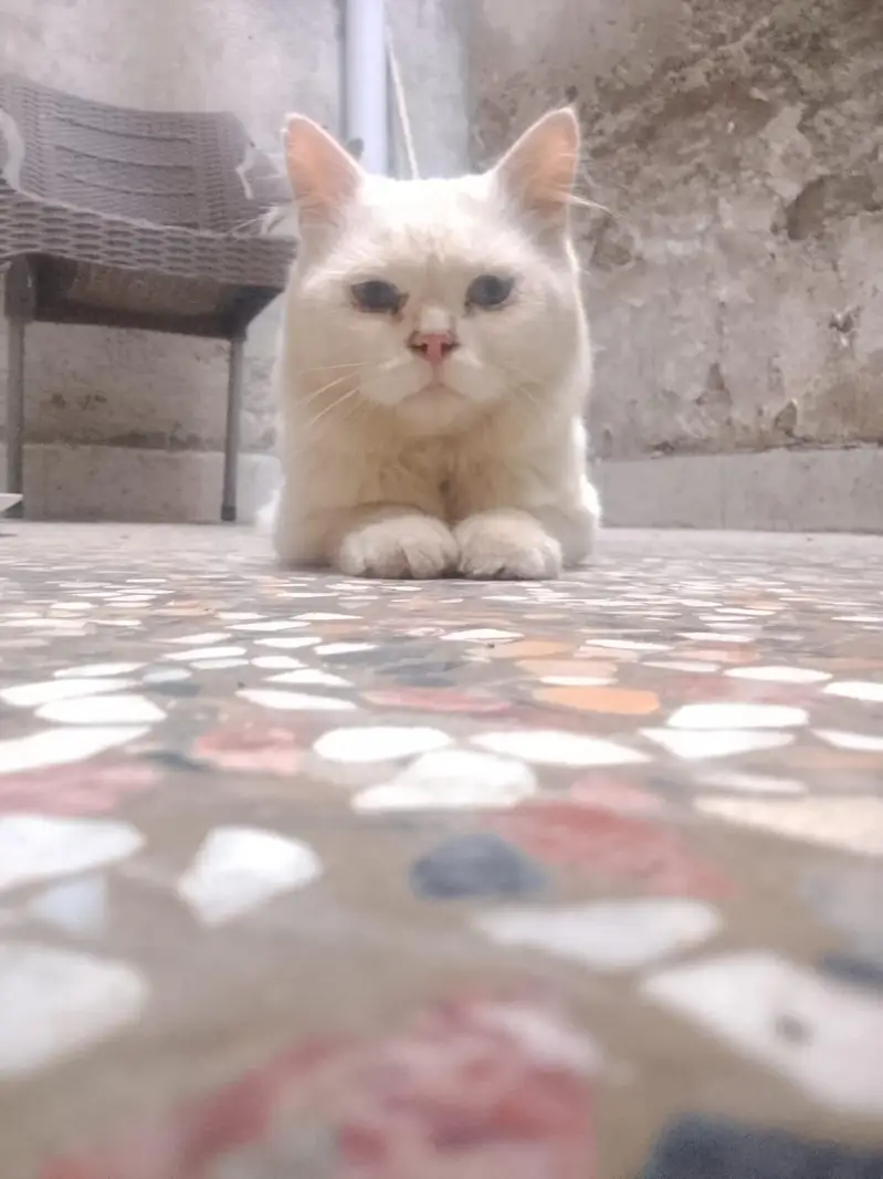 cats for urgent sale — photo 6