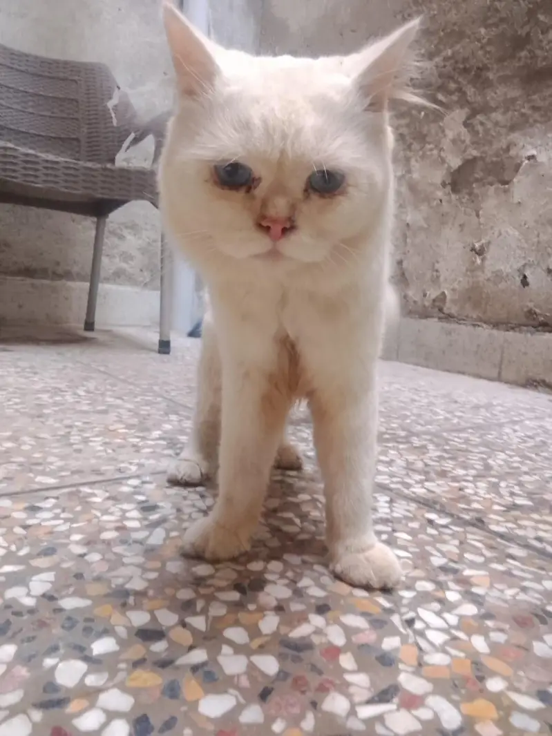 cats for urgent sale — photo 7
