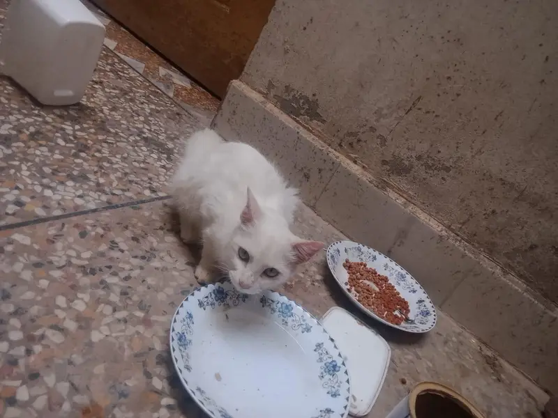 cats for urgent sale — photo 8