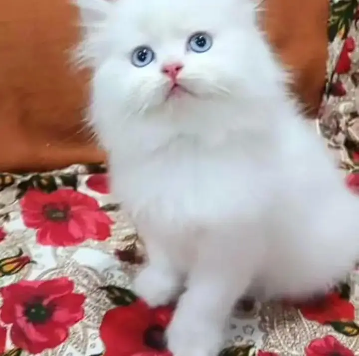 Persian Female kitten for sale 0346+9227+576 Whatsapp — photo 2