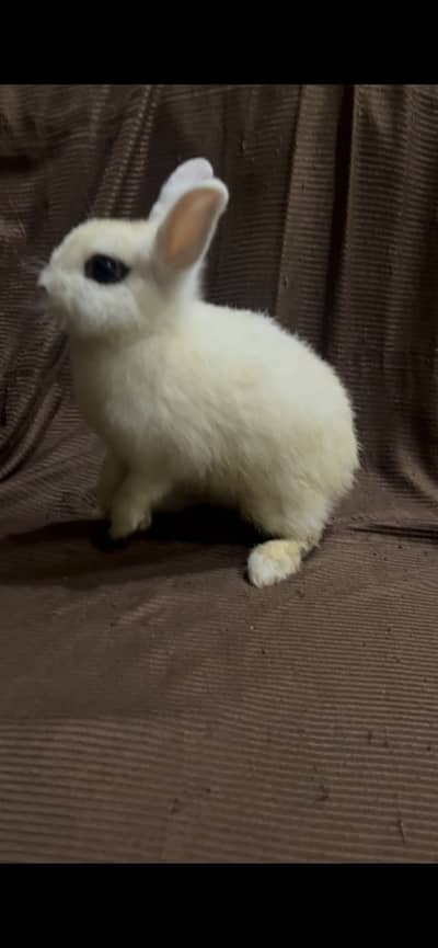 Pure hottot adult pair for sale full white 03368792398