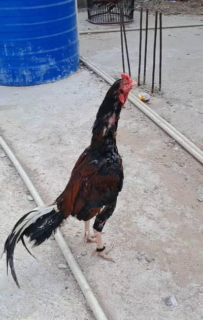 high quality lakha available contact 03140340663
