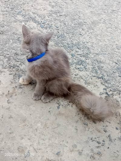 parcion cat kettey