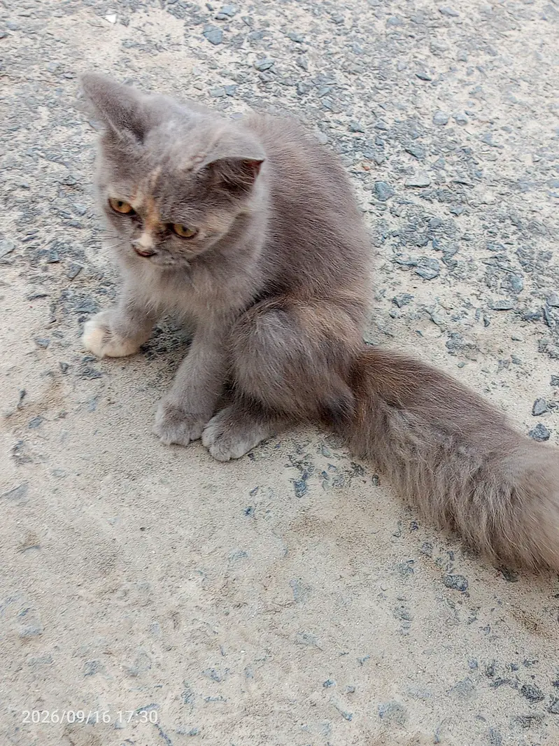 parcion cat kettey — photo 2