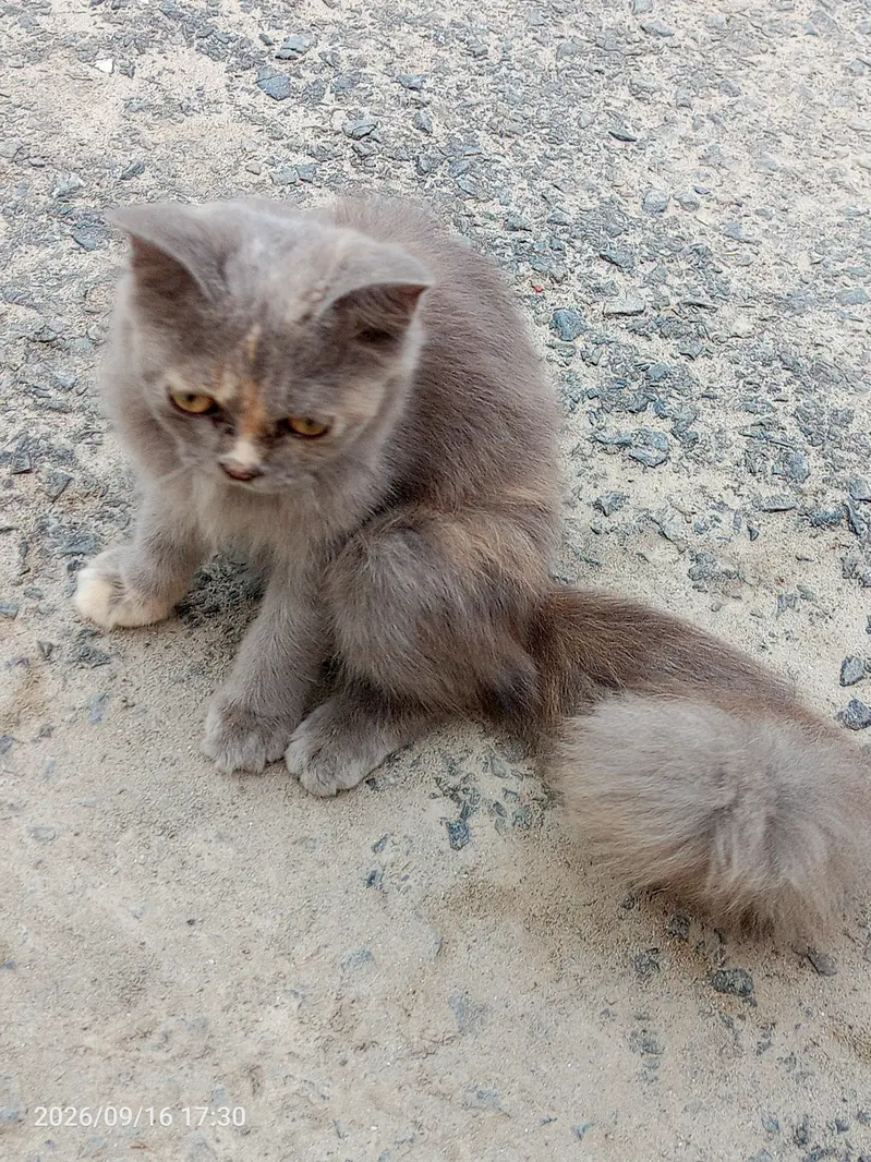 parcion cat kettey — photo 3