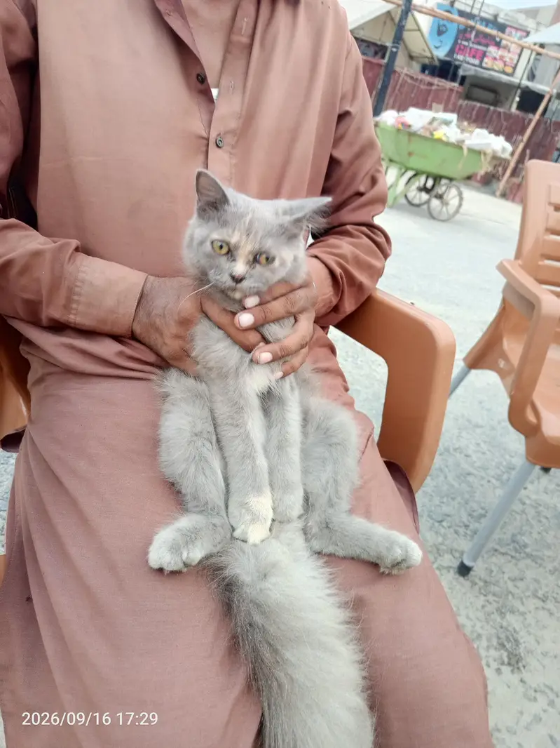 parcion cat kettey — photo 4