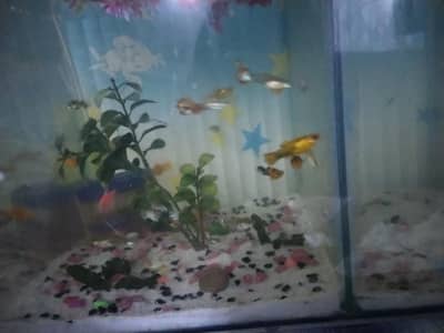Molly and guppy in low price