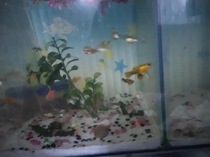 Molly and guppy in low price