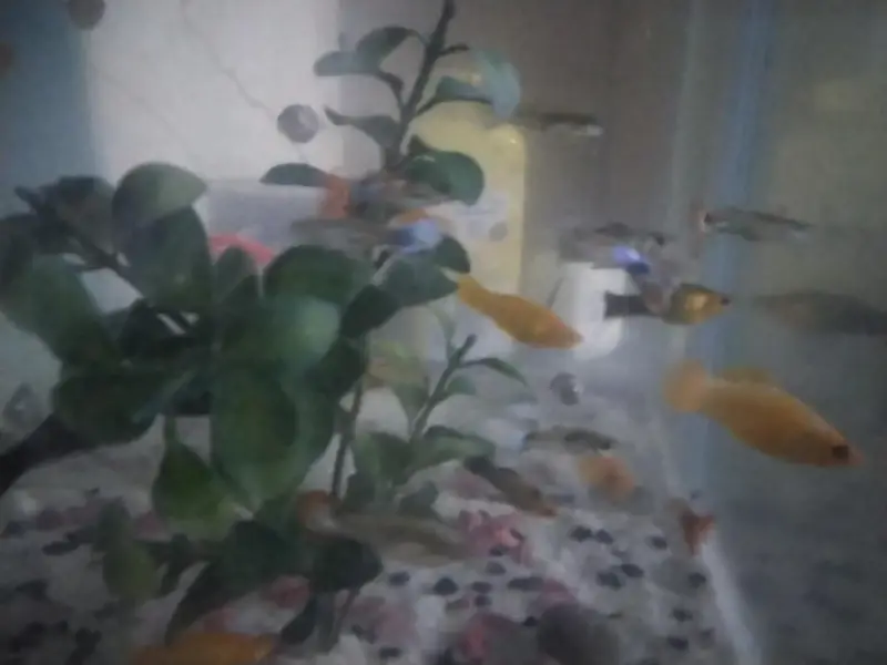 Molly and guppy in low price — photo 2