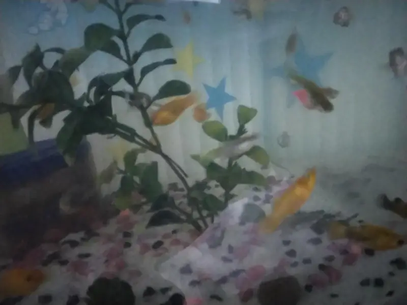 Molly and guppy in low price — photo 3