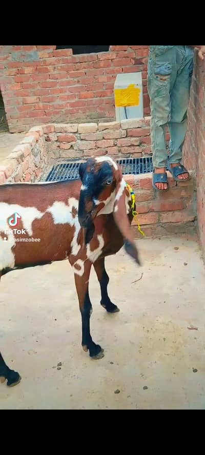 dasi bital bakri gaban