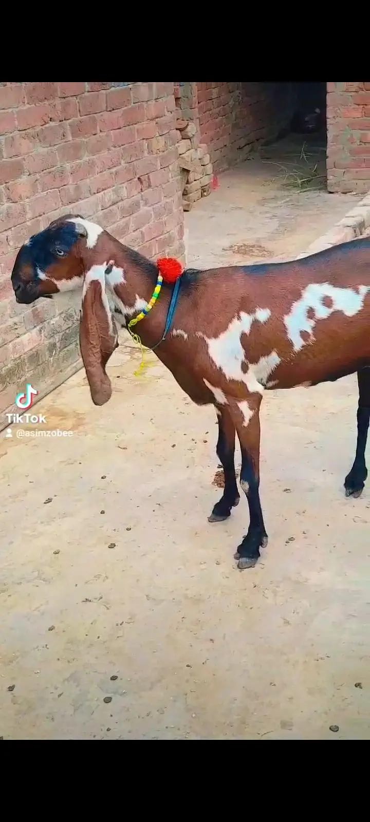 dasi bital bakri gaban — photo 2