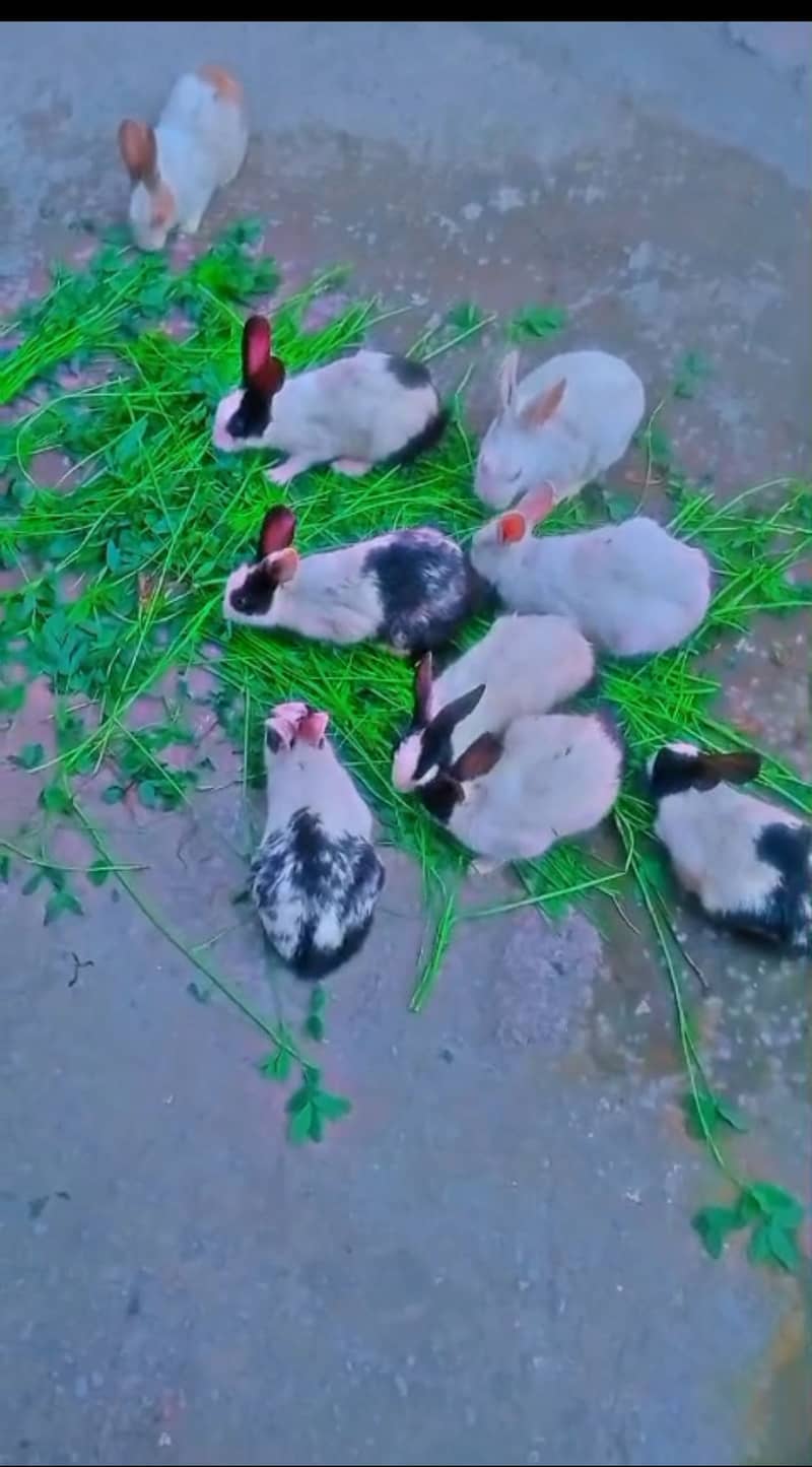 Rabbits 0