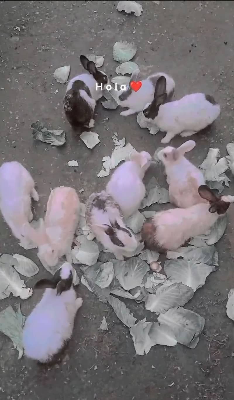 Rabbits 1