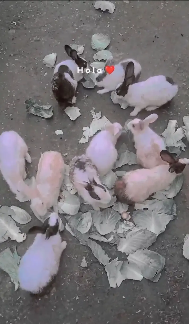 Rabbits — photo 2