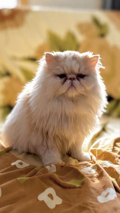 Persian Peki/Peke/Piki Stud Male