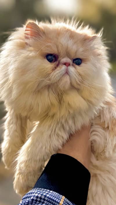 Persian Peki/Peke/Piki Stud Male