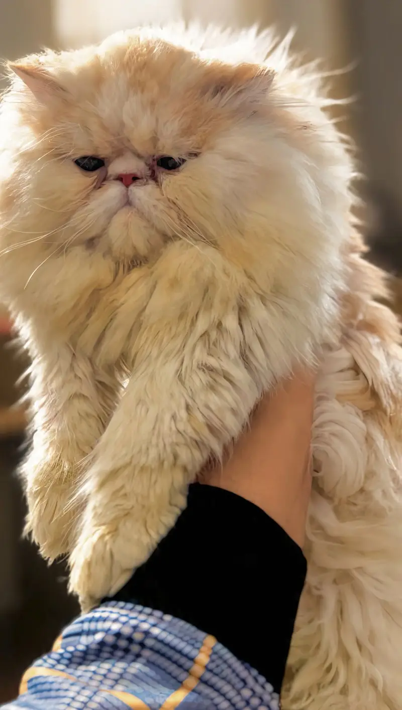 Persian Peki/Peke/Piki Stud Male — photo 2