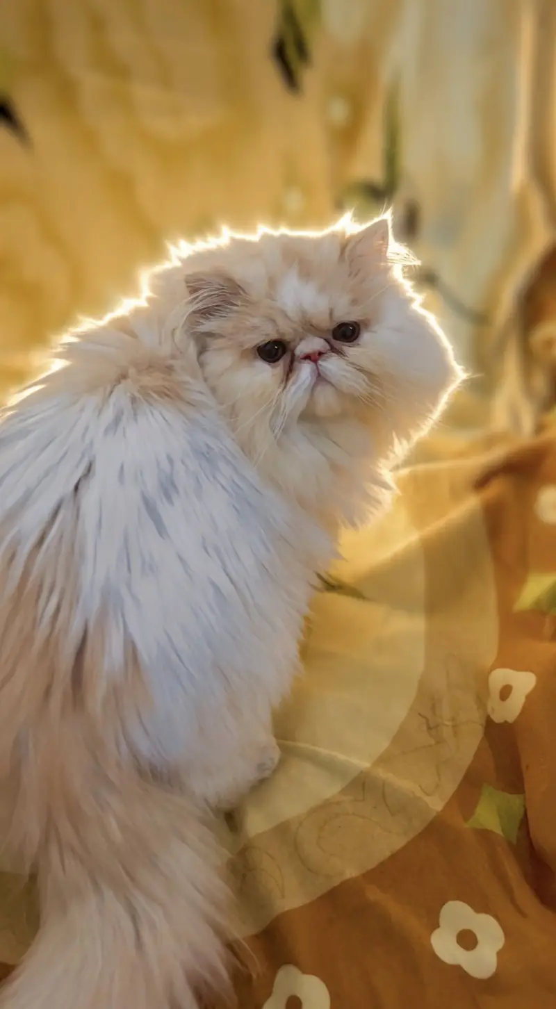 Persian Peki/Peke/Piki Stud Male — photo 3