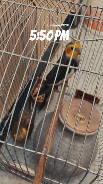 Cockatiel (Male)
