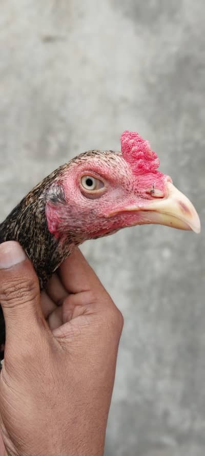 parmoz Aseel bird