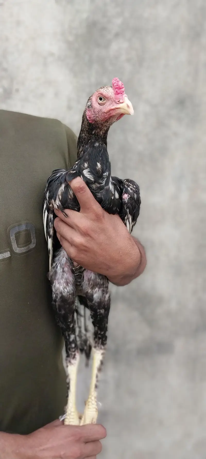 parmoz Aseel bird — photo 3
