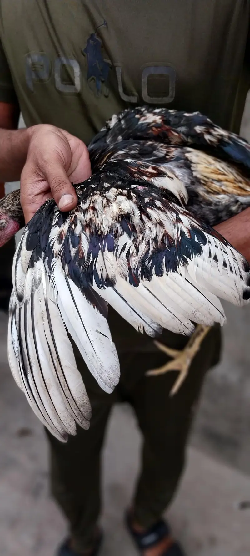 parmoz Aseel bird — photo 4
