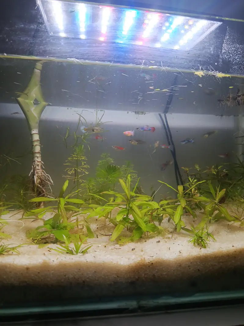 Aquarium planted fish , Aquarium live plants ,Planted Aquarium lights