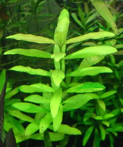 Aquarium planted fish , Aquarium live plants ,Planted Aquarium lights — photo 2