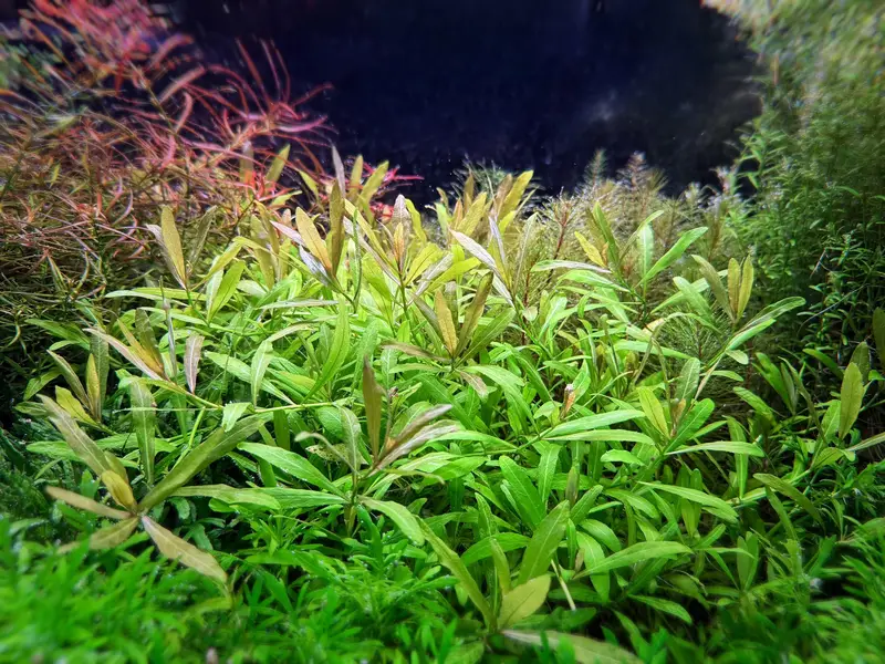 Aquarium planted fish , Aquarium live plants ,Planted Aquarium lights — photo 3
