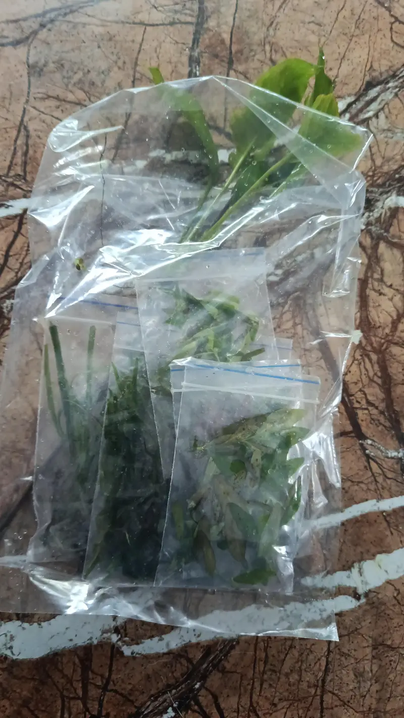 Aquarium planted fish , Aquarium live plants ,Planted Aquarium lights — photo 4