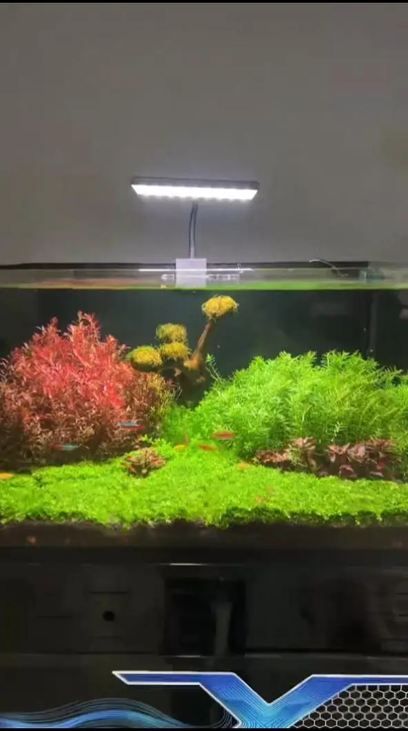 Aquarium planted fish , Aquarium live plants ,Planted Aquarium lights — photo 6