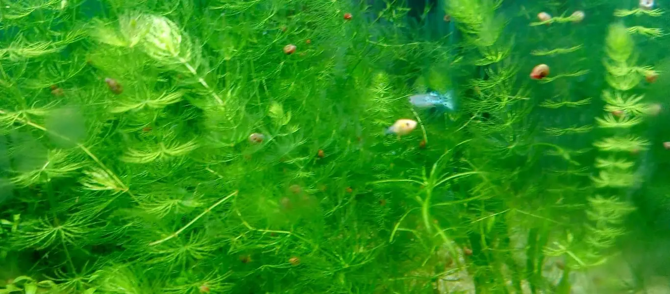 Aquarium planted fish , Aquarium live plants ,Planted Aquarium lights — photo 7