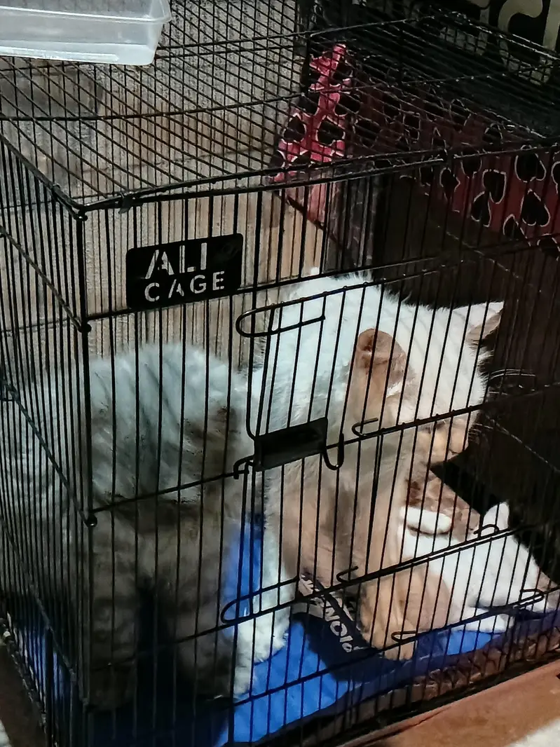 pair or one baby cat — photo 2