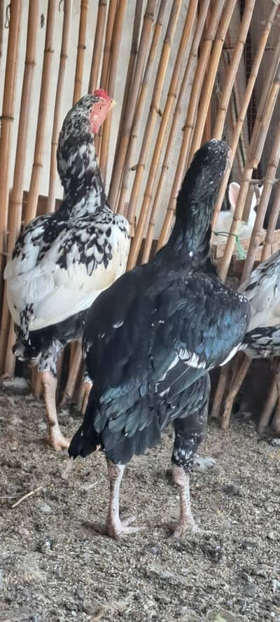 Aseel Hens For Sale