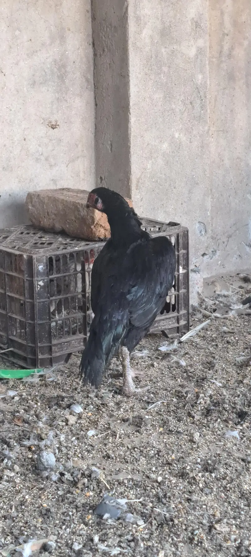 Aseel Hens For Sale — photo 2