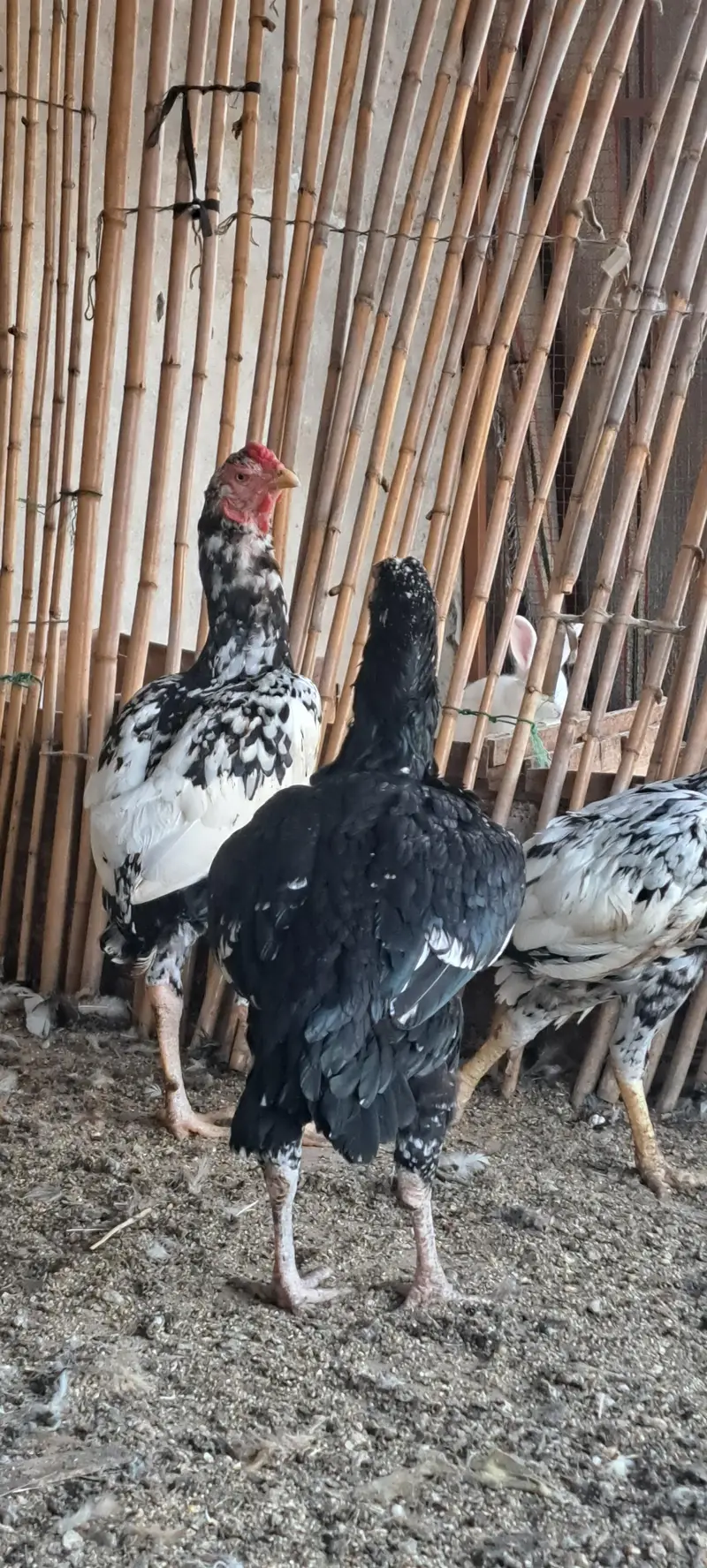 Aseel Hens For Sale — photo 3