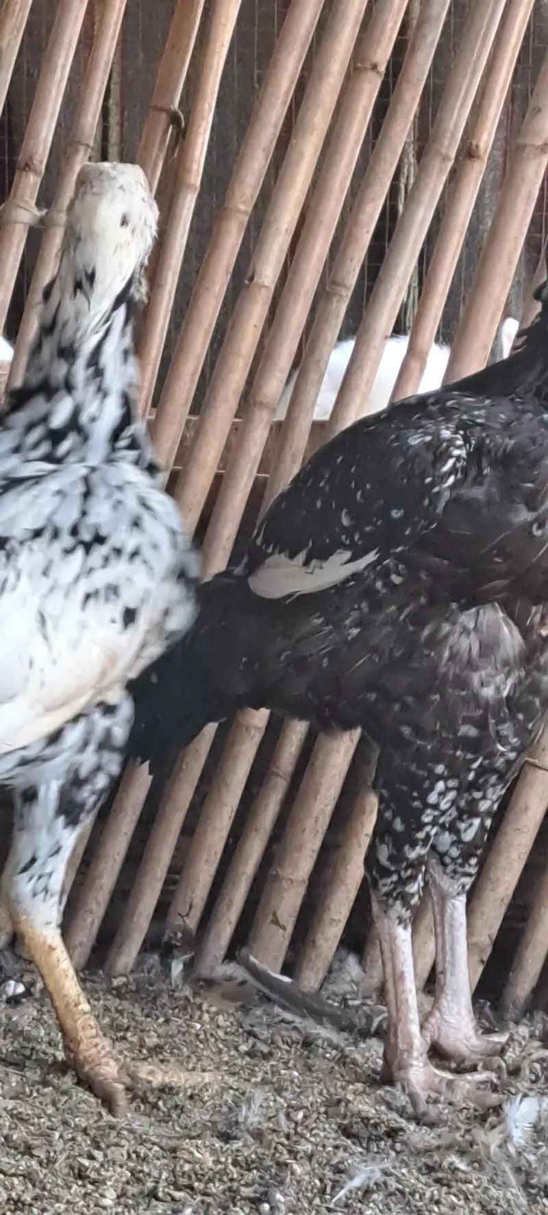 Aseel Hens For Sale — photo 4