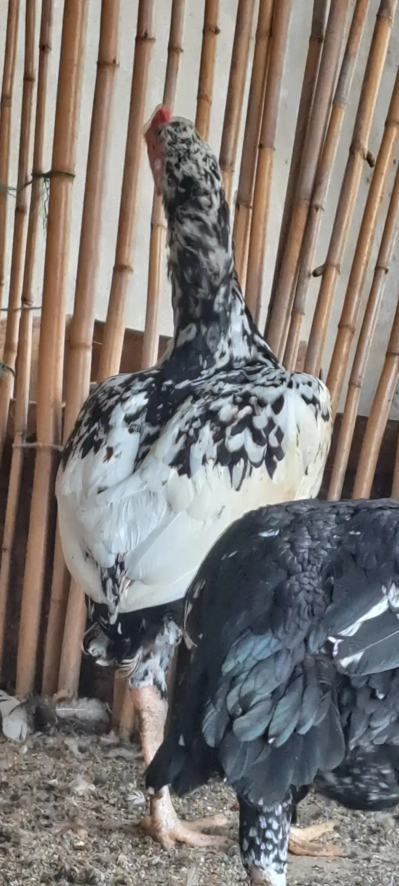 Aseel Hens For Sale — photo 5